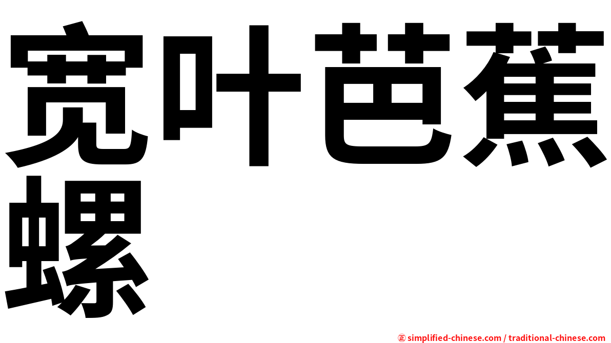 宽叶芭蕉螺