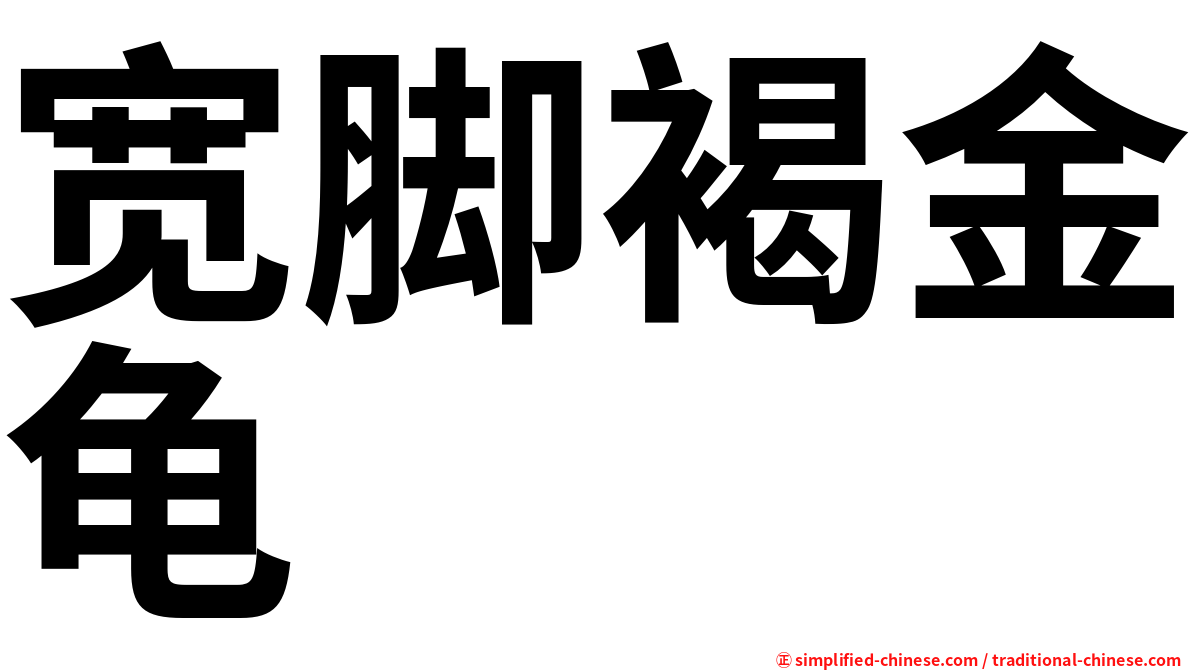宽脚褐金龟