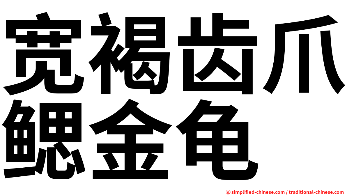宽褐齿爪鳃金龟
