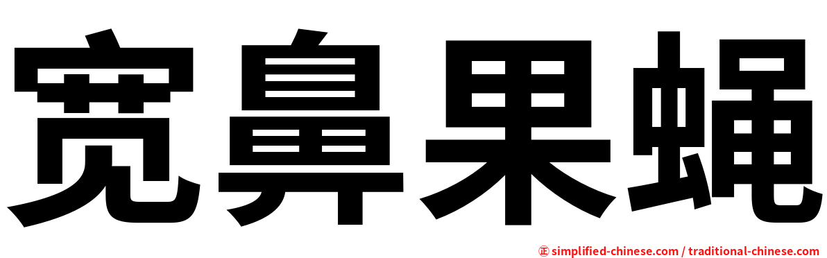 宽鼻果蝇