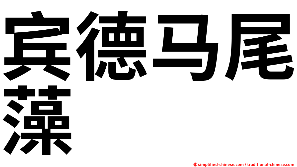 宾德马尾藻