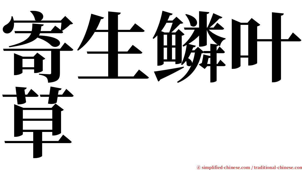 寄生鳞叶草 serif font