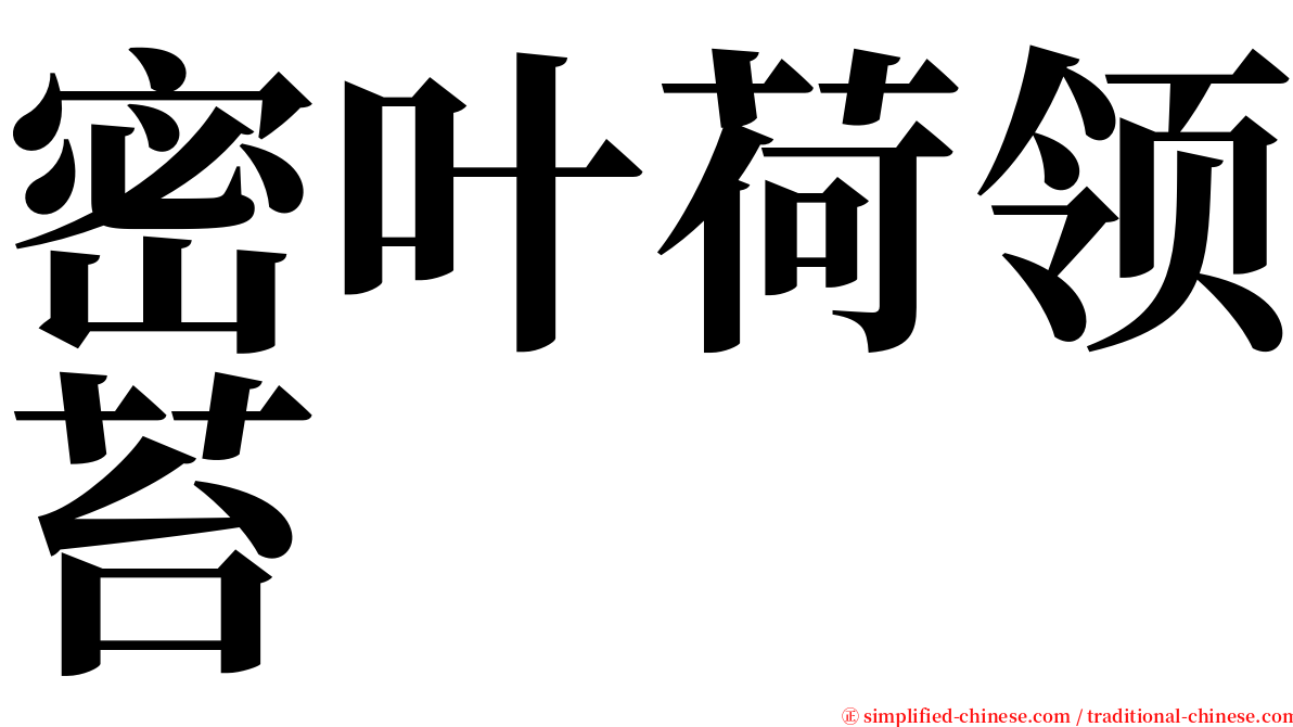 密叶荷领苔 serif font