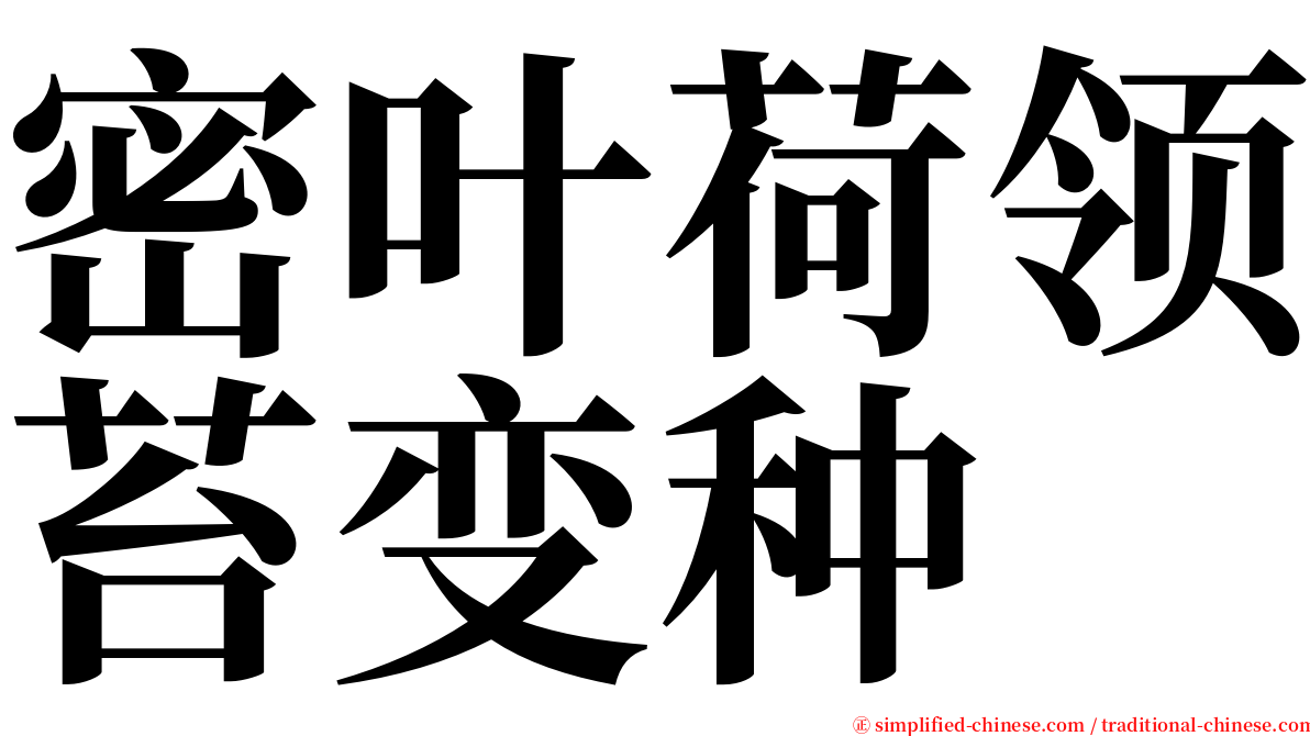 密叶荷领苔变种 serif font