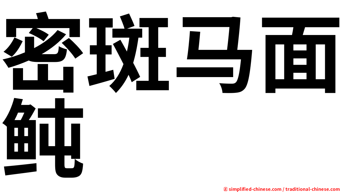 密斑马面鲀