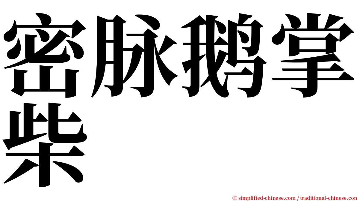 密脉鹅掌柴 serif font