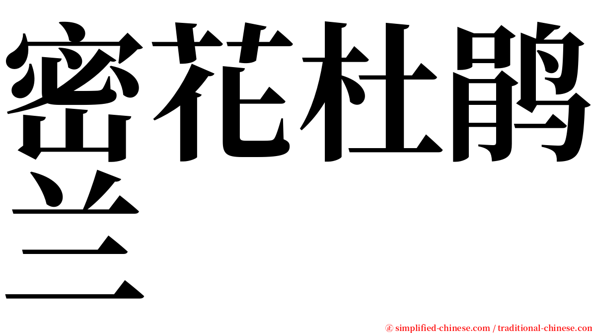 密花杜鹃兰 serif font