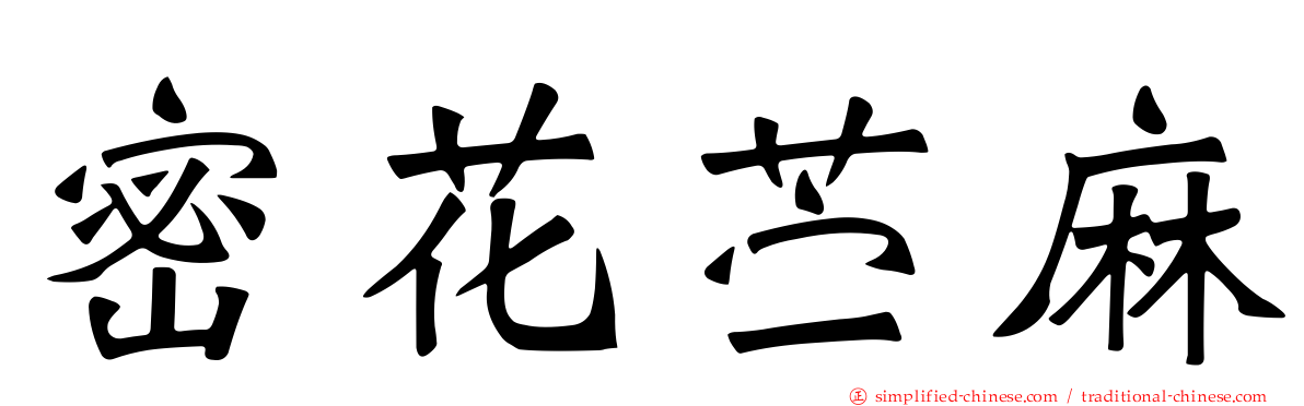 密花苎麻