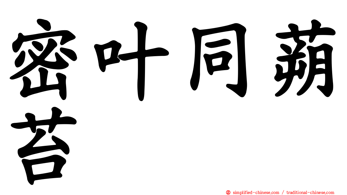 密叶同蒴苔