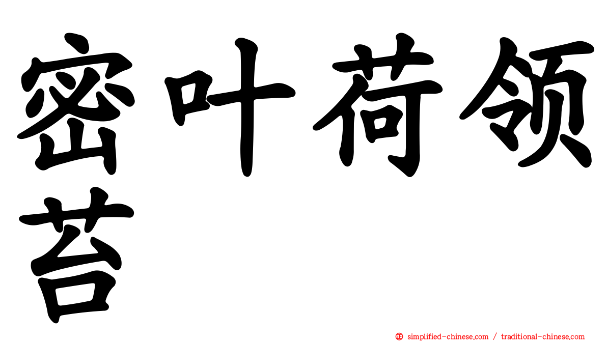 密叶荷领苔