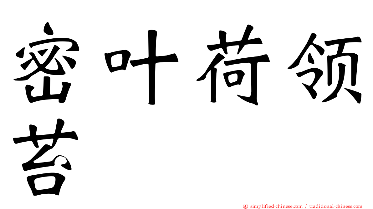 密叶荷领苔