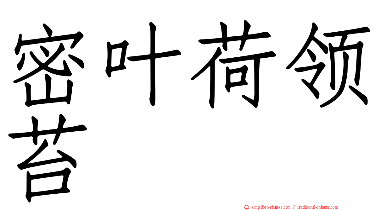 密叶荷领苔