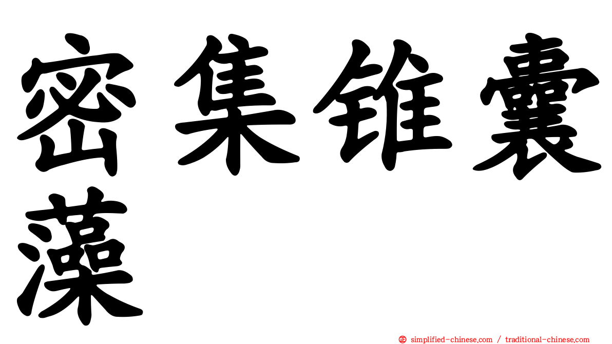 密集锥囊藻