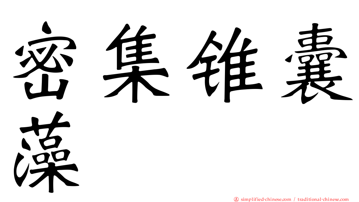 密集锥囊藻