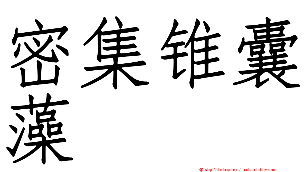 密集锥囊藻