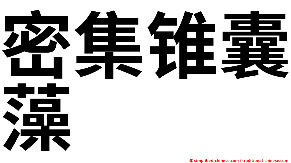 密集锥囊藻