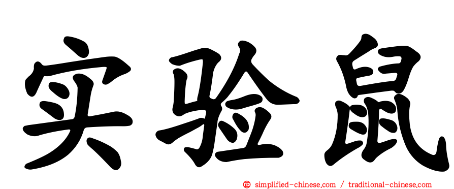实验鼠