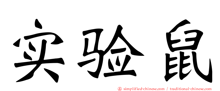 实验鼠