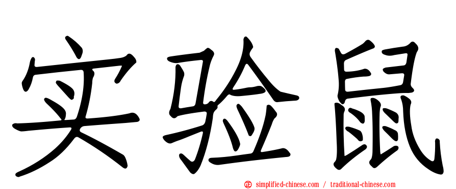 实验鼠