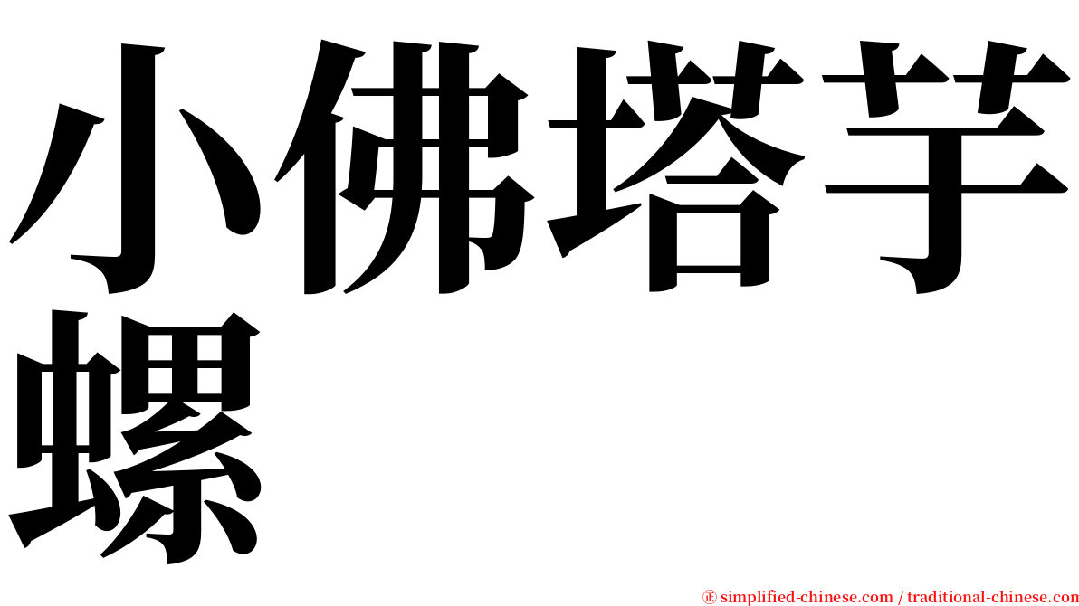 小佛塔芋螺 serif font