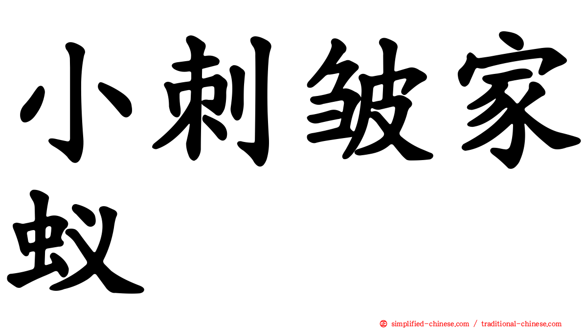 小刺皱家蚁