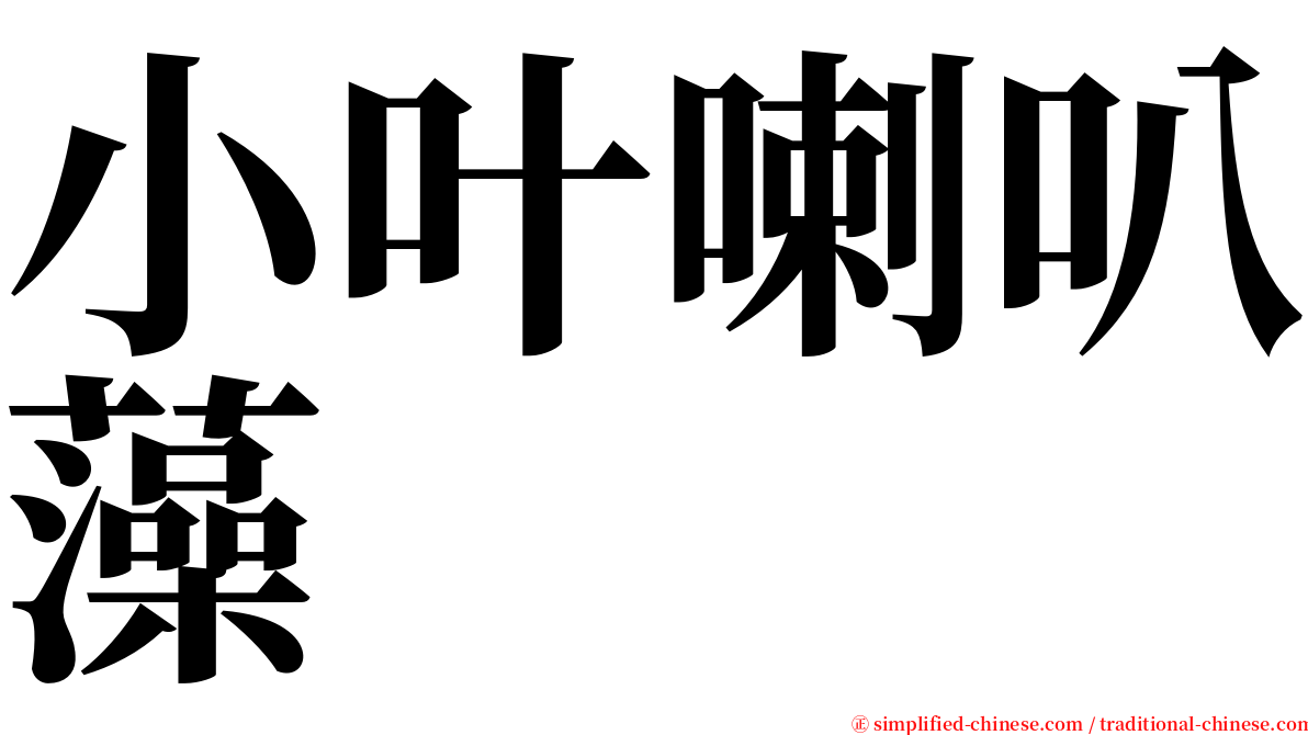 小叶喇叭藻 serif font