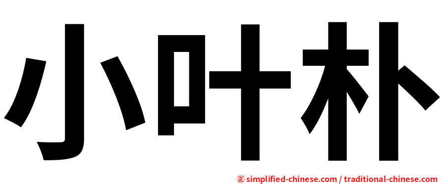 小叶朴