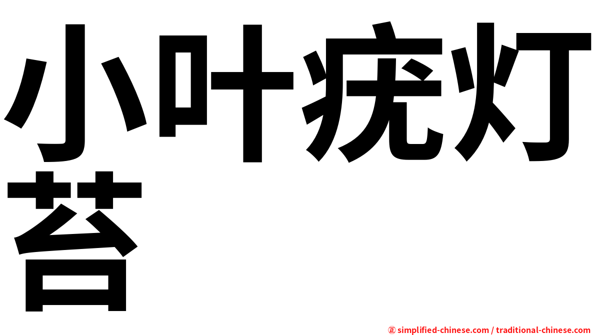 小叶疣灯苔