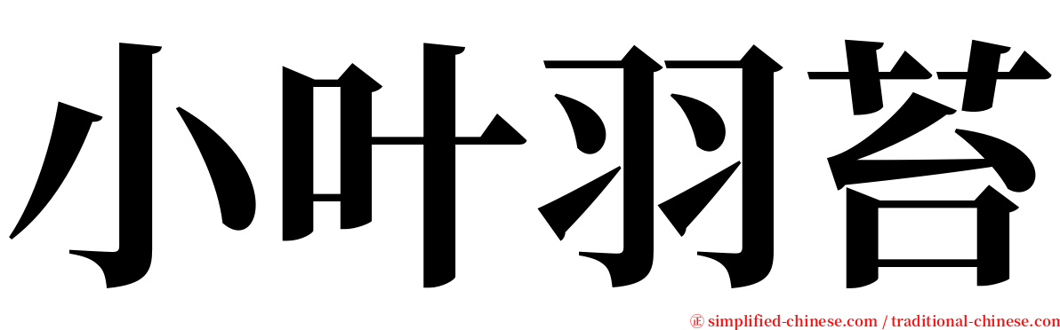 小叶羽苔 serif font