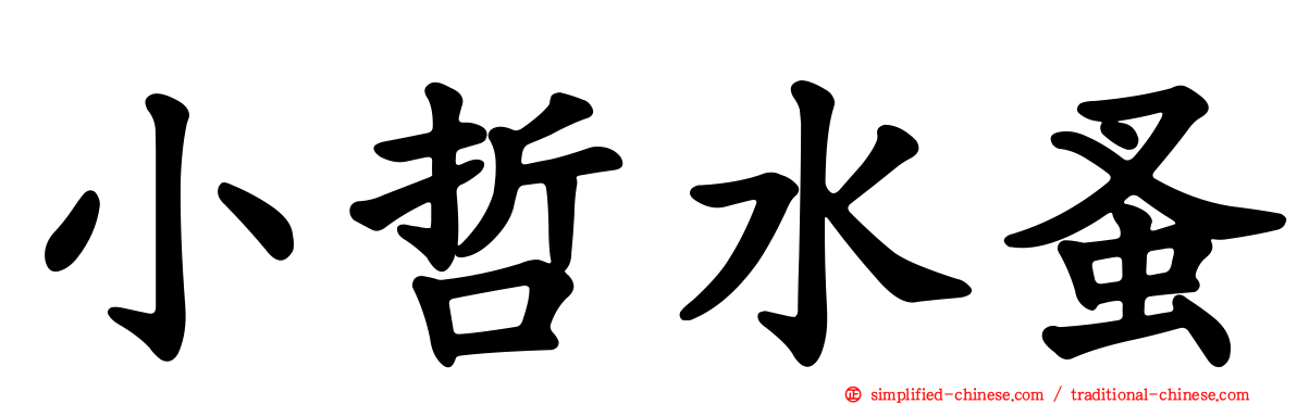 小哲水蚤