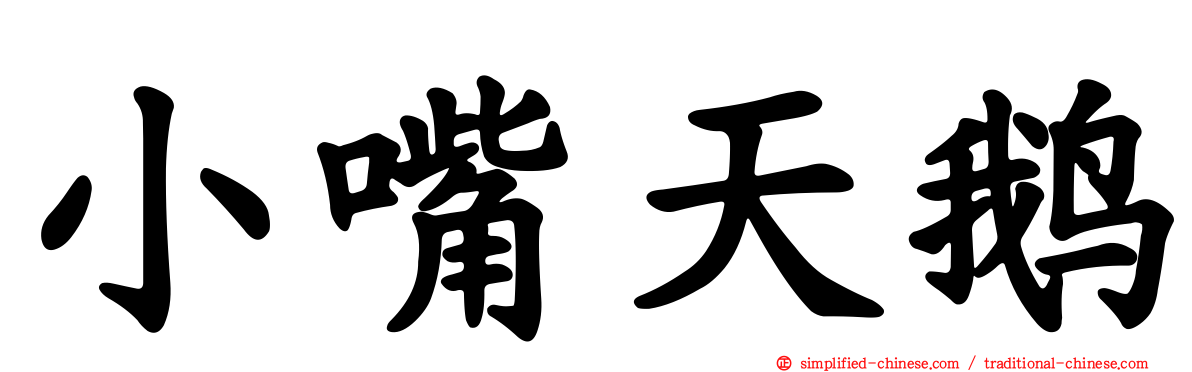 小嘴天鹅