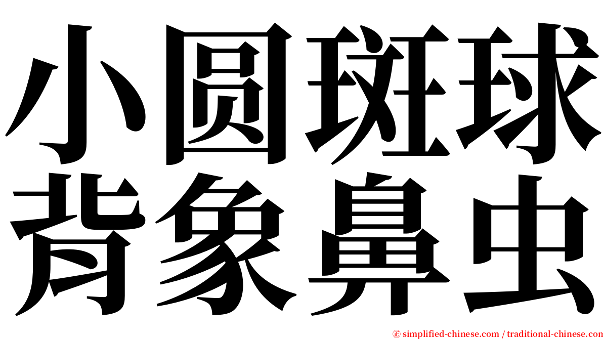 小圆斑球背象鼻虫 serif font