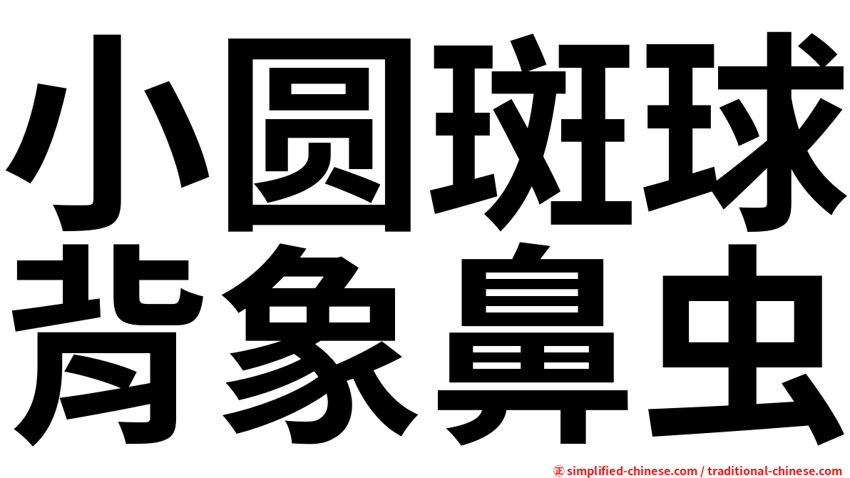 小圆斑球背象鼻虫