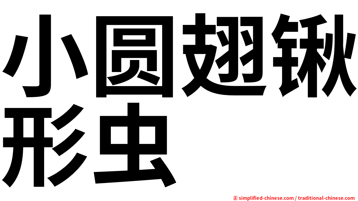 小圆翅锹形虫