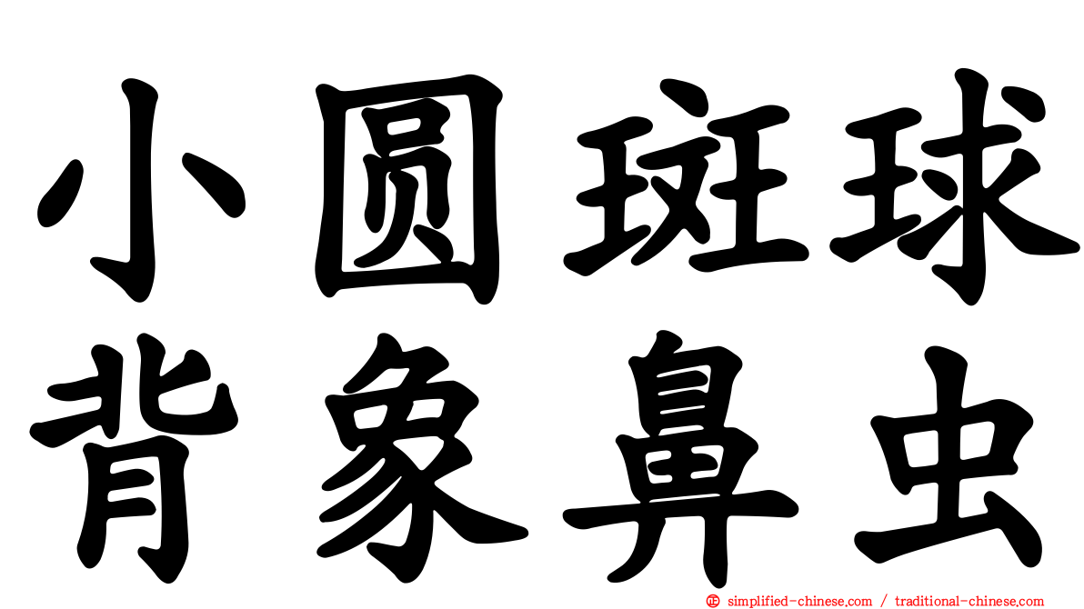 小圆斑球背象鼻虫