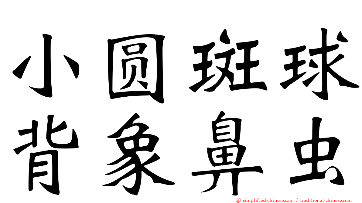 小圆斑球背象鼻虫