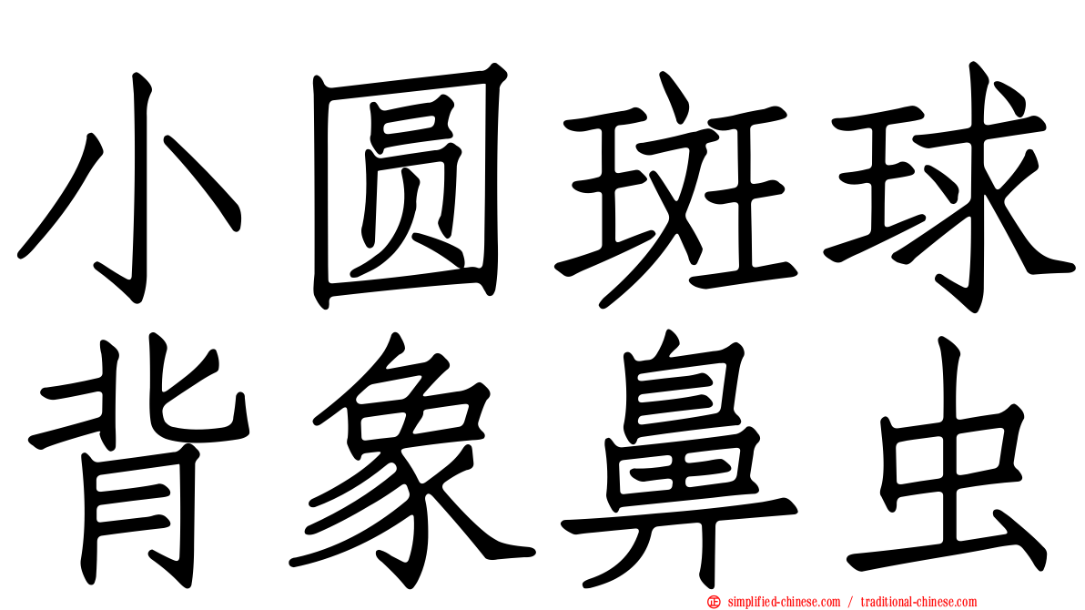 小圆斑球背象鼻虫