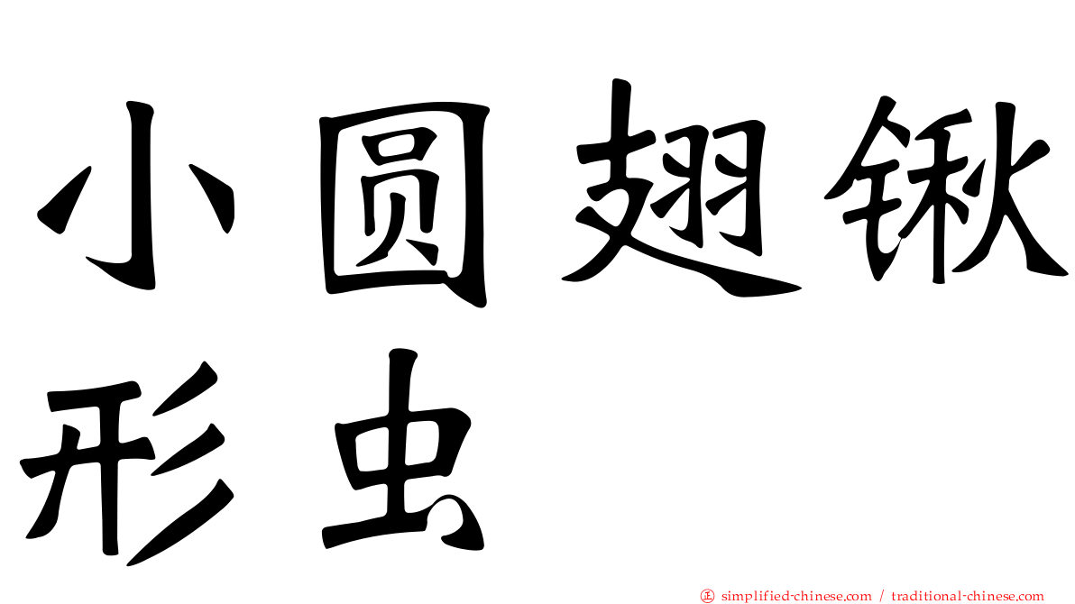 小圆翅锹形虫
