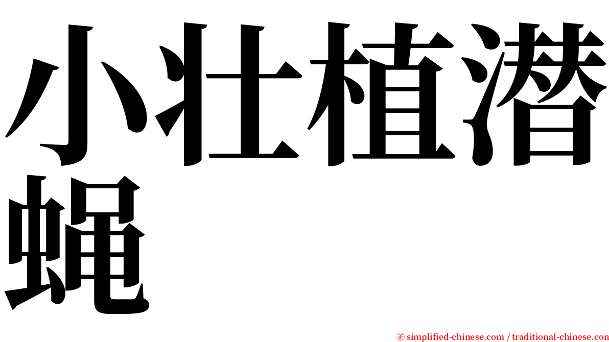 小壮植潜蝇 serif font