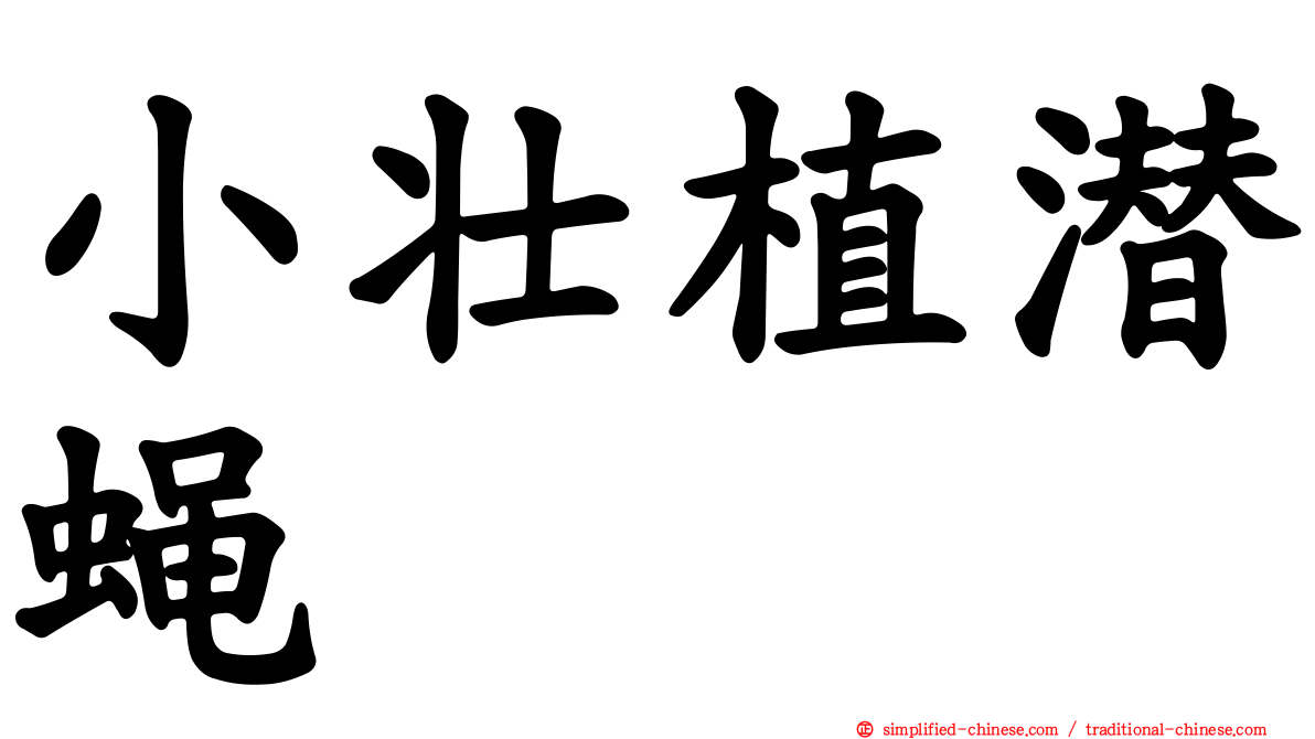 小壮植潜蝇