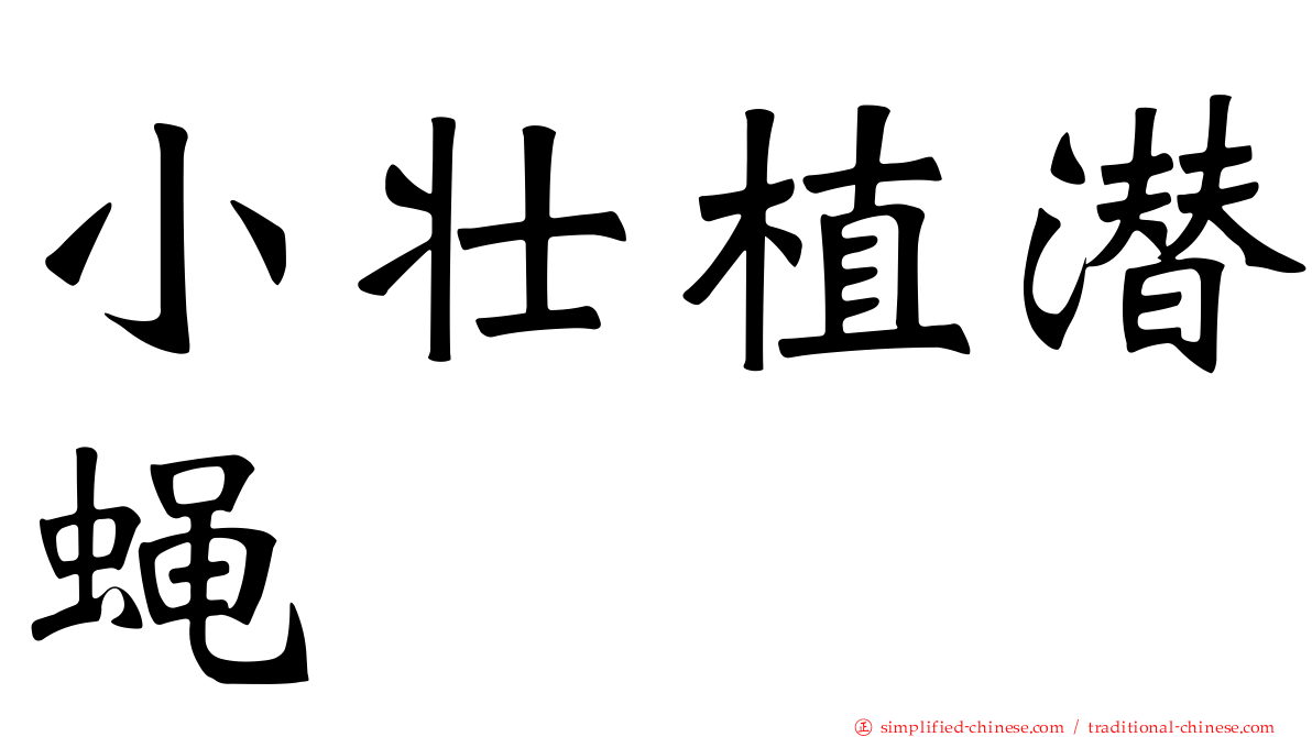 小壮植潜蝇