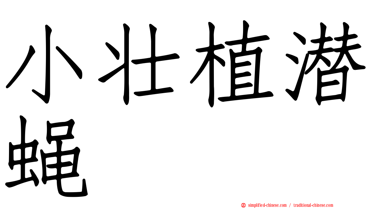 小壮植潜蝇