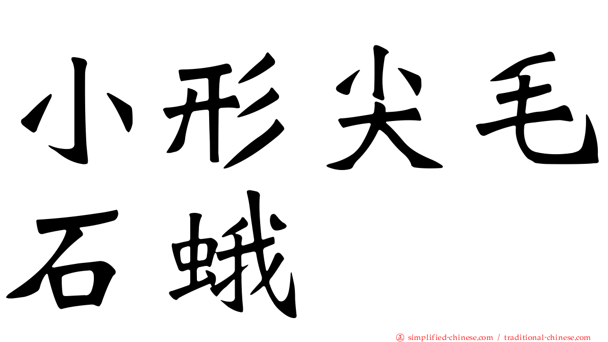小形尖毛石蛾