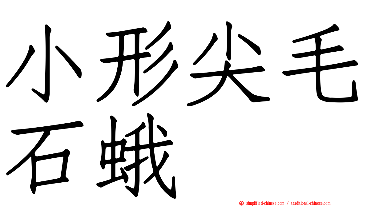 小形尖毛石蛾