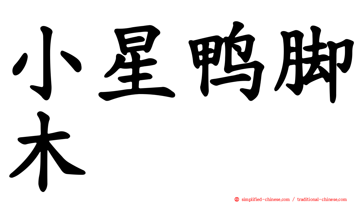 小星鸭脚木