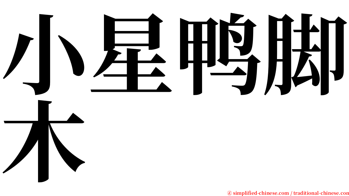 小星鸭脚木 serif font