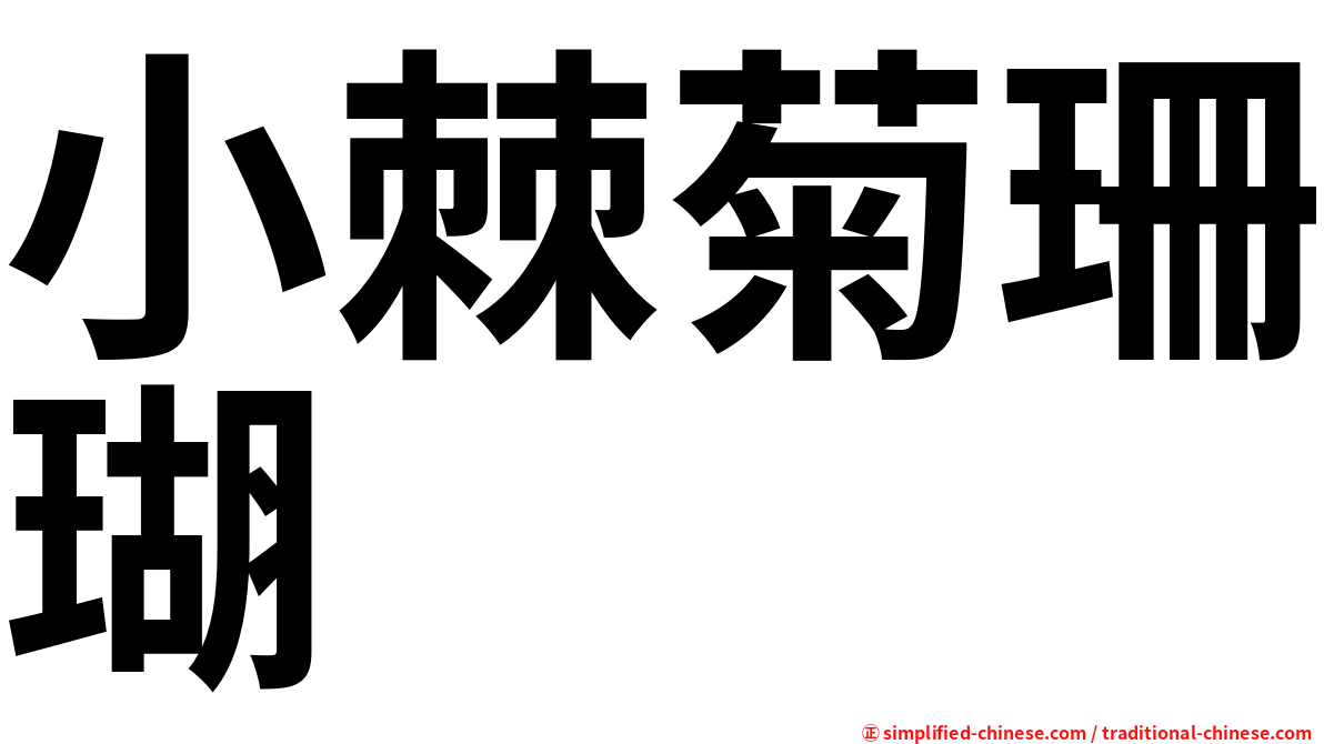 小棘菊珊瑚