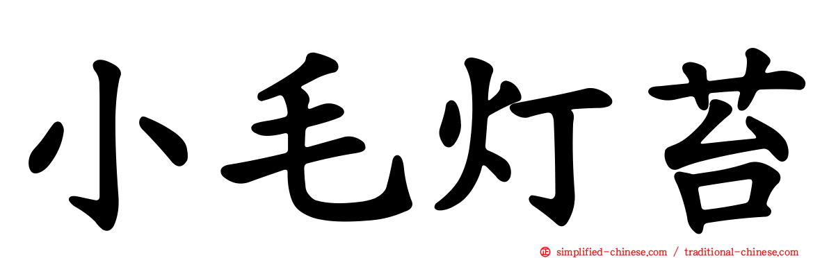 小毛灯苔