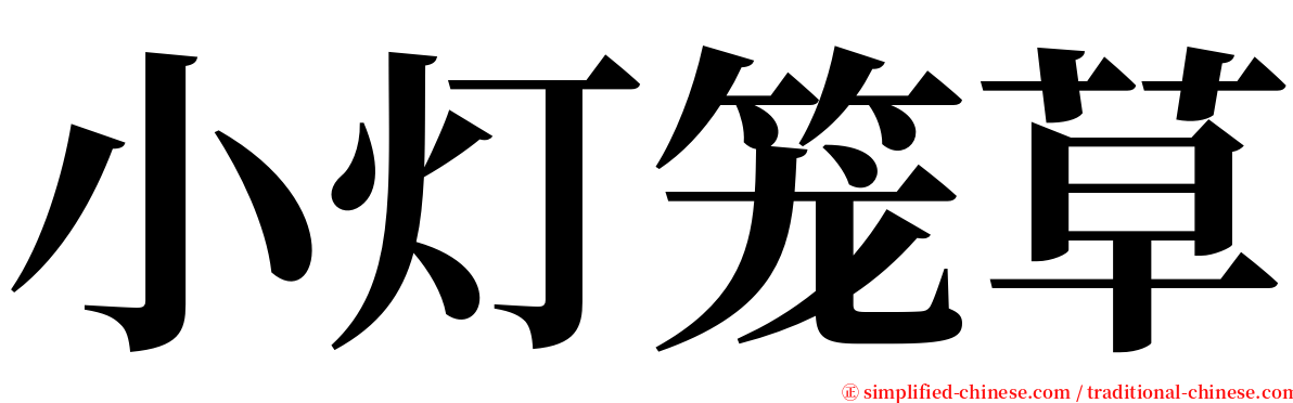 小灯笼草 serif font