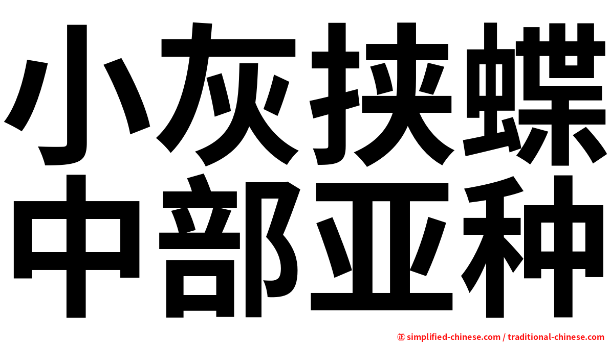 小灰挟蝶中部亚种